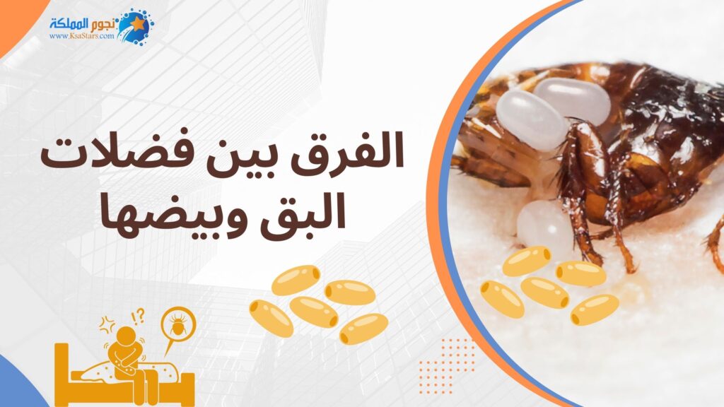 الفرق بين فضلات البق وبيضها