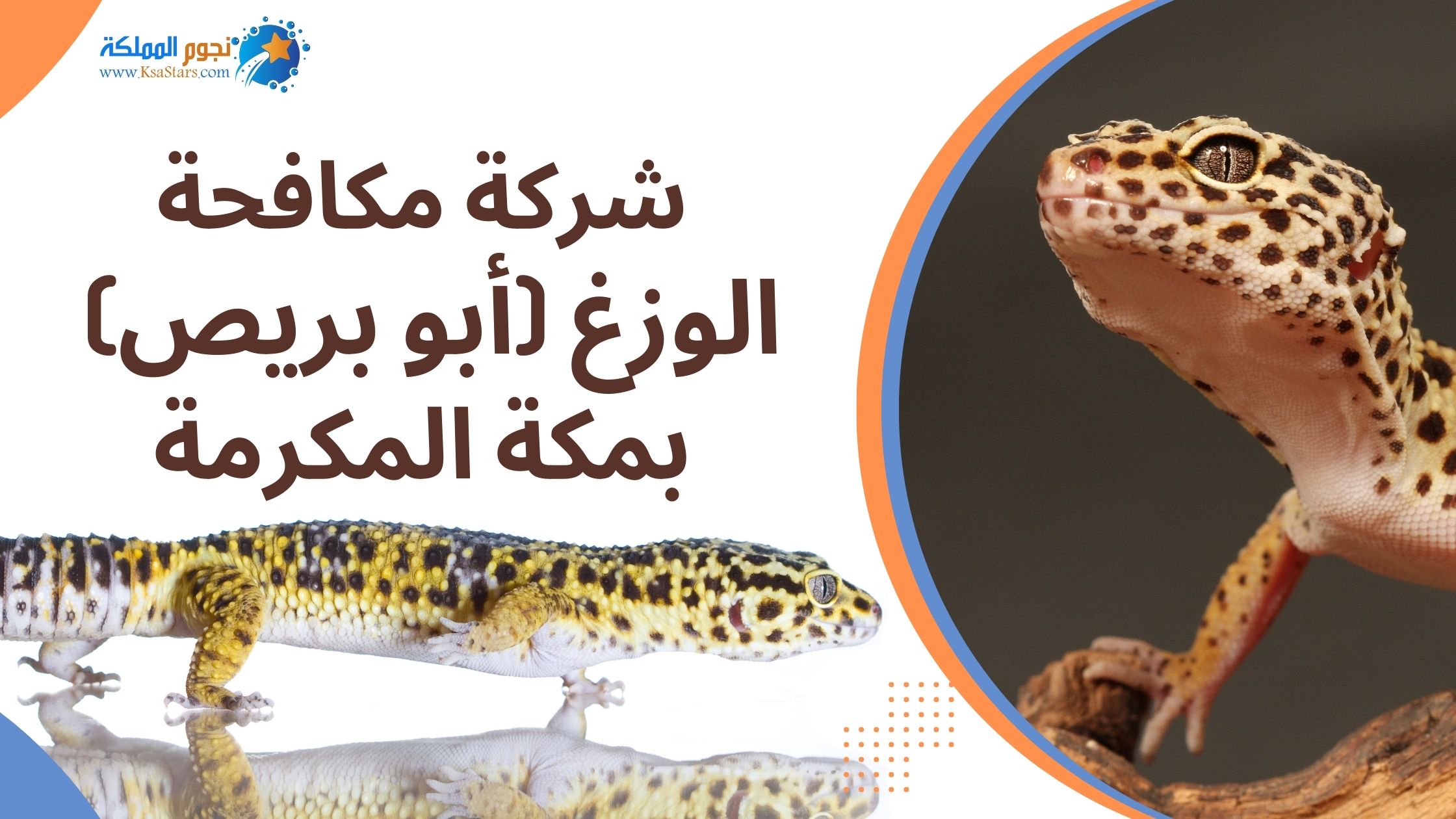 شركة مكافحة الوزغ بمكة